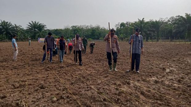 Pemerintah Desa Siberobah bersama Forkopimcam Gunung Toar dan Polsek Kuantan Mudik menanam jagung pipil untuk mendukung program swasembada pangan. (dok Polres Kuansing)