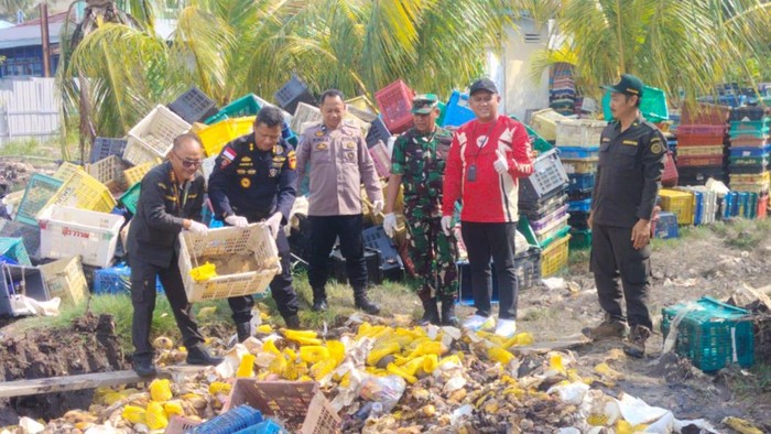 Pemusnahan mangga ilegal oleh Karantina Riau. (Dok. Istimewa)