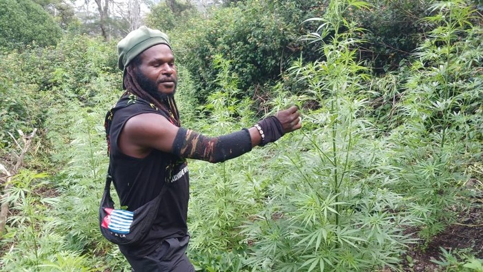 Pentolan KKB Egianus Kogoya di tengah kebun ganja miliknya yang diduga berada di wilayah Yahukimo.