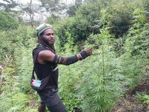 Terkuak KKB Egianus Kogoya Kelola Kebun Ganja untuk Beli Senjata