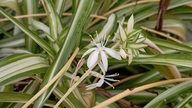 Chlorophytum comosum, spider plant, atau lili Paris.