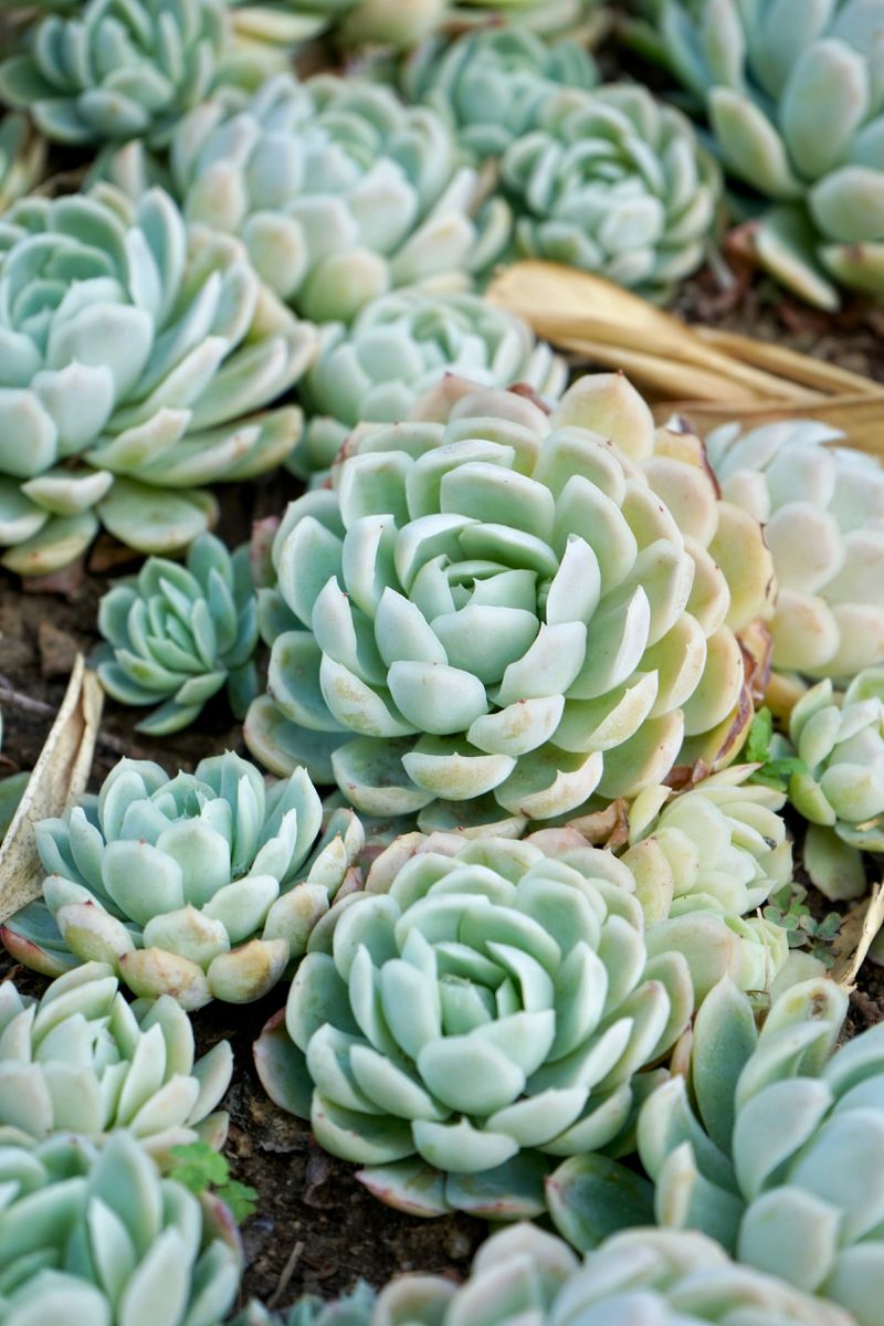 Echeveria elegans (Crassulaceae) di Desert Garden of Huntington Botanical Gardens, San Marino, California, Amerika Serikat.