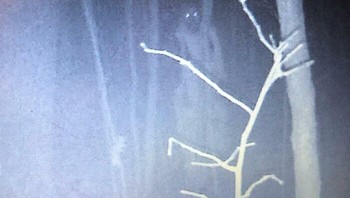 Wujud yang Terekam di CCTV Foto: Boredpanda