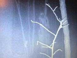 Seram! Deretan Foto Penampakan Hantu Tertangkap Kamera