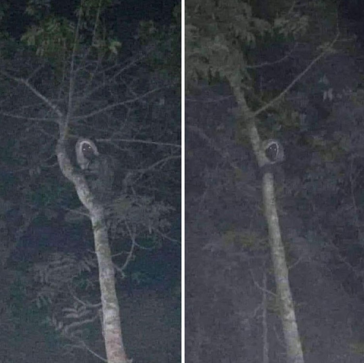 Foto Penampakan
