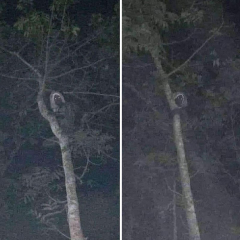 Foto Penampakan