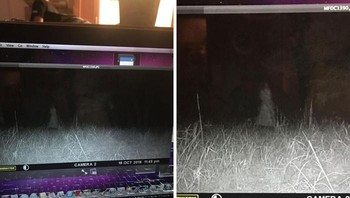 Wanita Aneh Tertangkap Kamera di Halaman Rumah Warganet yang Tinggal Di Hutan Di Puncak Bukit. Foto: Boredpanda