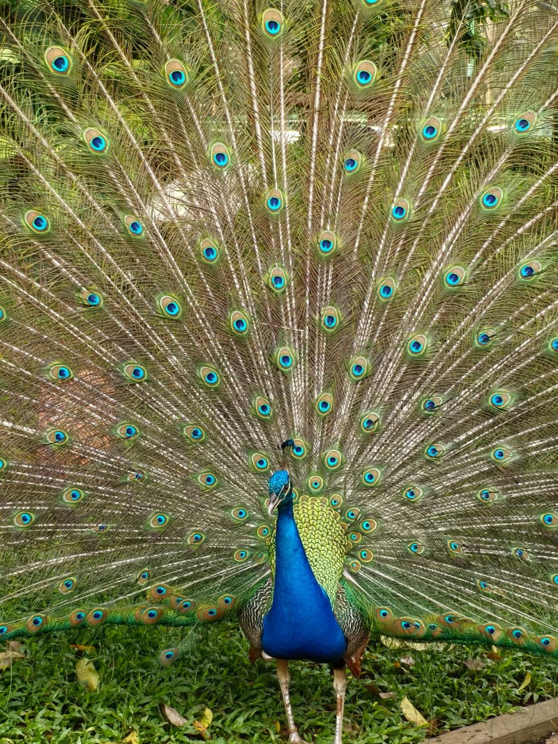 Huawei Nova 13 Pro (EMBARGO)