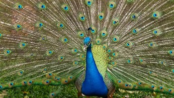 Huawei Nova 13 Pro hadir dengan kamera belakang 50 MP. Foto: Aisyah Kamaliah/detikINET