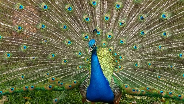 Ciamiknya Hasil Foto Huawei Nova 13 Pro, Warna Lebih Tajam