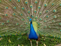 Ciamiknya Hasil Foto Huawei Nova 13 Pro, Warna Lebih Tajam