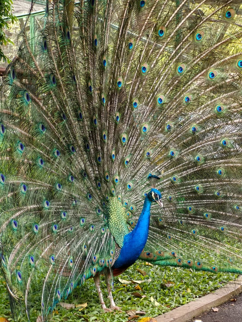 Huawei Nova 13 Pro (EMBARGO)