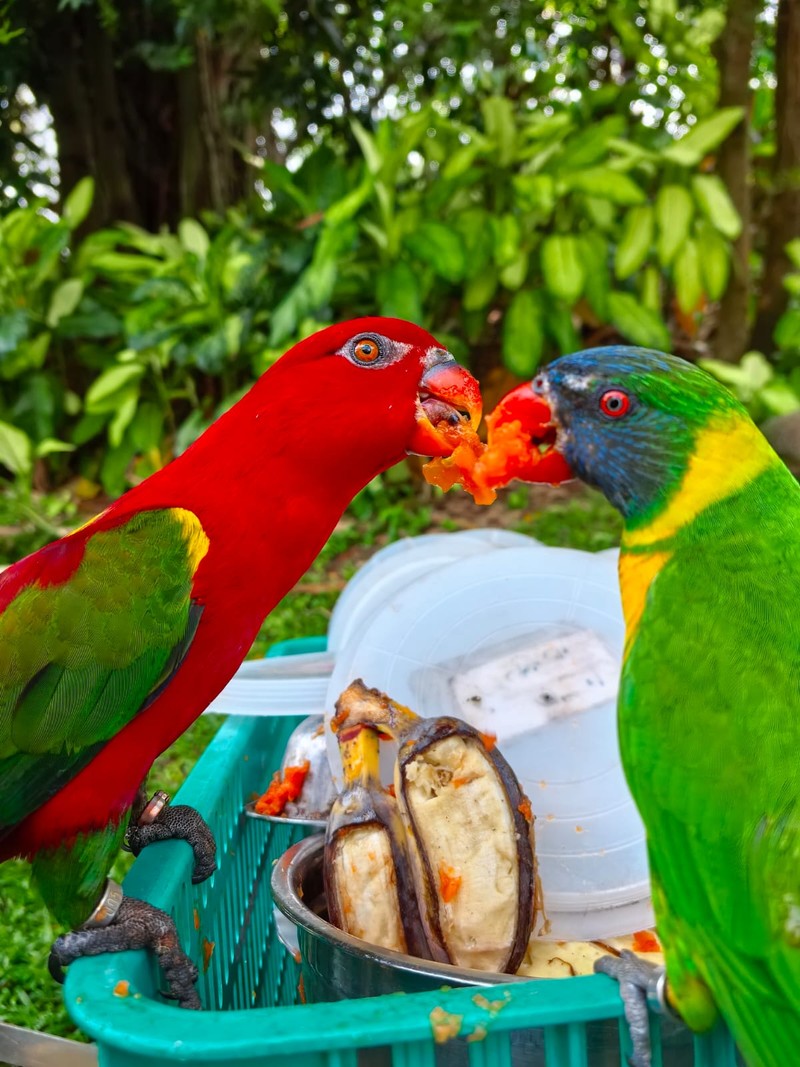 Huawei Nova 13 Pro (EMBARGO)