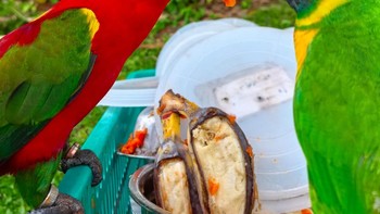 Warna yang dihasilkan setelah diproses makin kaya. Foto: Aisyah Kamaliah/detikINET