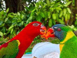 Ciamiknya Hasil Foto Huawei Nova 13 Pro, Warna Lebih Tajam