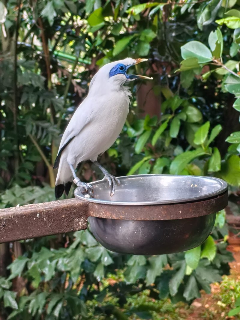 Huawei Nova 13 Pro (EMBARGO)