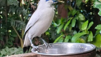 Memotret objek yang mudah bergerak tak mudah, tapi HP ini dengan cepat menangkap pose burung cantik itu. Foto: Aisyah Kamaliah/detikINET