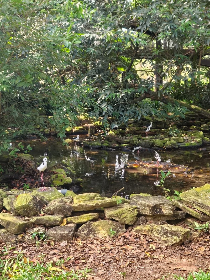 Huawei Nova 13 Pro (EMBARGO)