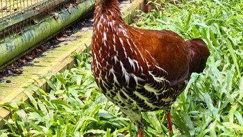 Huawei Nova 13 Pro hadir dengan berat sekitar 209 gram. Foto: Aisyah Kamaliah/detikINET