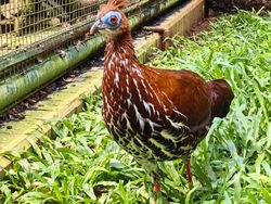 Ciamiknya Hasil Foto Huawei Nova 13 Pro, Warna Lebih Tajam