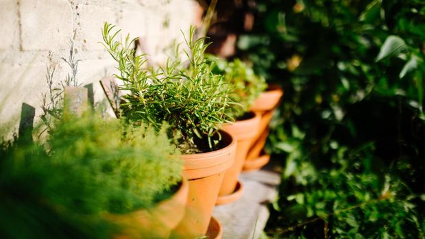 Ilustrasi tanaman herbal Ilustrasi tanaman herbal