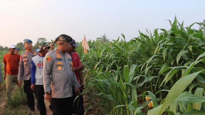 Lahan untuk Penanaman Jagung