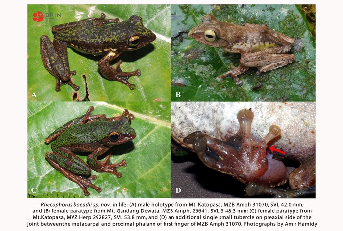 Spesies katak pohon baru ditemukan di Sulawesi