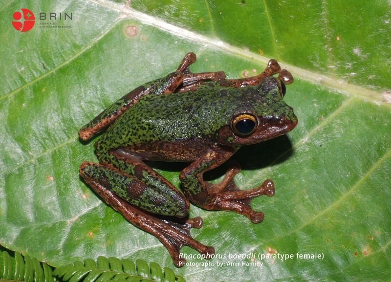 Spesies katak pohon baru ditemukan di Sulawesi