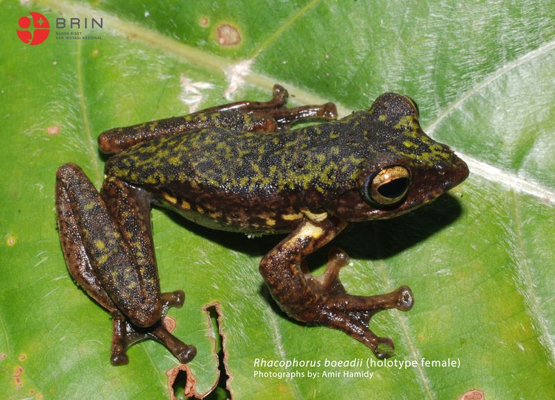 Spesies katak pohon baru ditemukan di Sulawesi