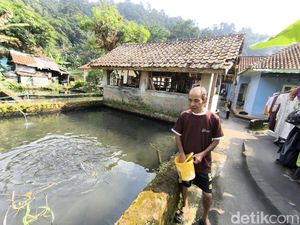 Cerita Supyan, Pensiunan PNS yang Lestarikan Ikan Dewa di Kuningan