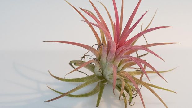 Tillandsia sp. atau tanaman udara.