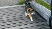 Kucing pun berkeliaran bebas di sekitar taman.