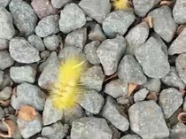 Hii..Ulat Bulu Serang Kafe di Tasik, Damkar Turun Tangan