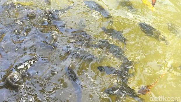 Budidaya Ikan Dewa di Kuningan