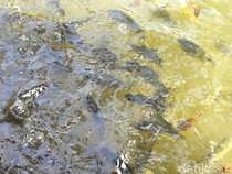 Mitos di Balik Ikan Dewa dari Kuningan, Konon Prajurit yang Dikutuk