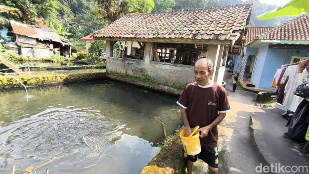 Budidaya Ikan Dewa di Kuningan