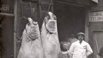 Toko Ikan Laut dan Sungai di Amsterdam Memamerkan Beberapa Ikan Halibut Unggulan (1913) Foto: Boredpanda
