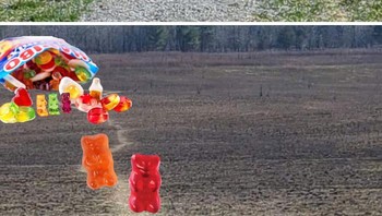 Dikejar dan mengejar beruang.... Foto: Boredpanda