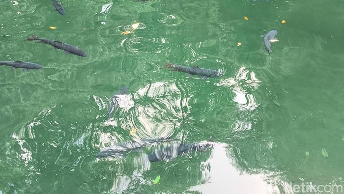 Ikan Dewa di Kuningan