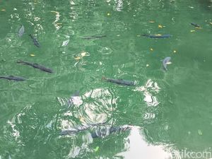 Kisah dan Mitos di Balik Ikan Dewa Kuningan