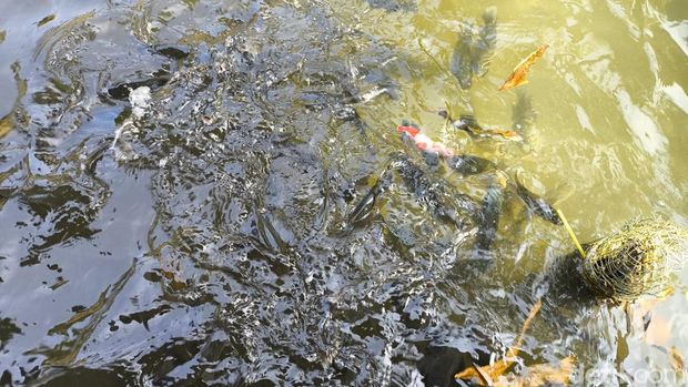 Ikan Dewa Kuningan