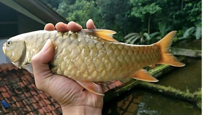 Ikan Dewa Kuningan