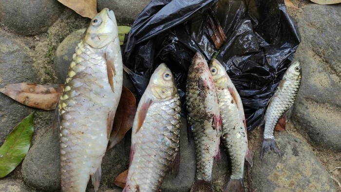 Ikan udikan di Tasikmalaya mati massal