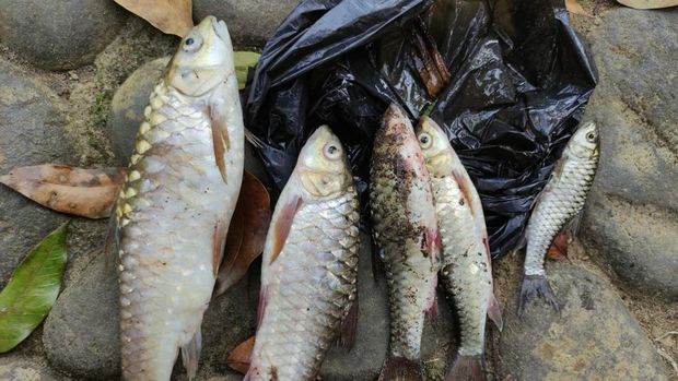 Ikan udikan di Tasikmalaya mati massal