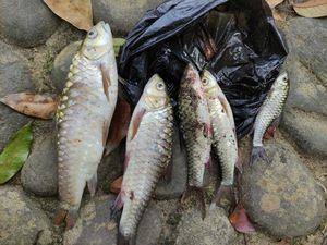 Mengenal Ikan Udikan yang Mati Massal di Kampung Naga Tasikmalaya