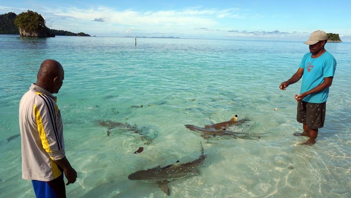 Warga memberi makan Ikan di tepi pantai wisata Pulau Wayag di Kabupaten Raja Ampat, Papua Barat Daya, Jumat (13/6/2025). Masyarakat adat yang terdiri dari 4 marga yaitu marga Arampele, Ayelo, Daat dan Ayei menutup tujuan wisata Pulau Wayag akibat imbas pencabutan ijin usaha tambang perusahaan PT Kawei Sejahtera Mining (KSM) oleh pemerintah yang dianggap merusak lingkungan termasuk tempat wisata Wayag. ANTARA FOTO/Olha Mulalinda/bar