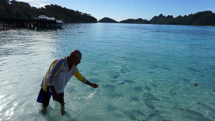 Warga memberi makan Ikan di tepi pantai wisata Pulau Wayag di Kabupaten Raja Ampat, Papua Barat Daya, Jumat (13/6/2025). Masyarakat adat yang terdiri dari 4 marga yaitu marga Arampele, Ayelo, Daat dan Ayei menutup tujuan wisata Pulau Wayag akibat imbas pencabutan ijin usaha tambang perusahaan PT Kawei Sejahtera Mining (KSM) oleh pemerintah yang dianggap merusak lingkungan termasuk tempat wisata Wayag. ANTARA FOTO/Olha Mulalinda/bar