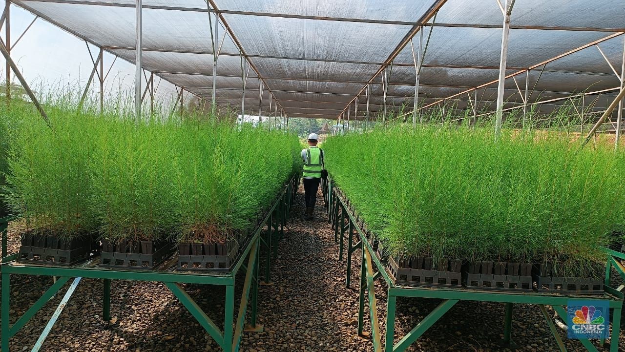 Nurseri dan Reklamasi pasca tambang Harita Nikel, di Obi, Halmahera Selatan. Nurseri dan Reklamasi pasca tambang Harita Nikel, di Obi, Halmahera Selatan. (CNBC Indonesia/Pratama Guitarra)