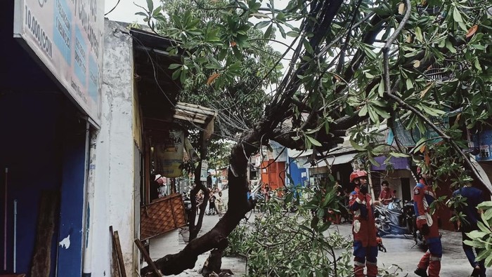 Pohon tumbang usai diterpa angin kencang di Koja, Jakarta Utara
