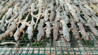 Selain dijemur, proses pengeringan juga dilakukan dengan menggunakan oven. Cicak-cicak yang sudah dipastikan kering kemudian dikemas. Proses ini pun dilakukan secara teliti. Cicak disusun dalam posisi searah dan dikemas dengan rapi.